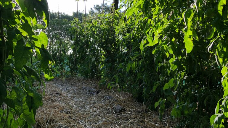 10 points clés pour bien démarrer son potager en permaculture